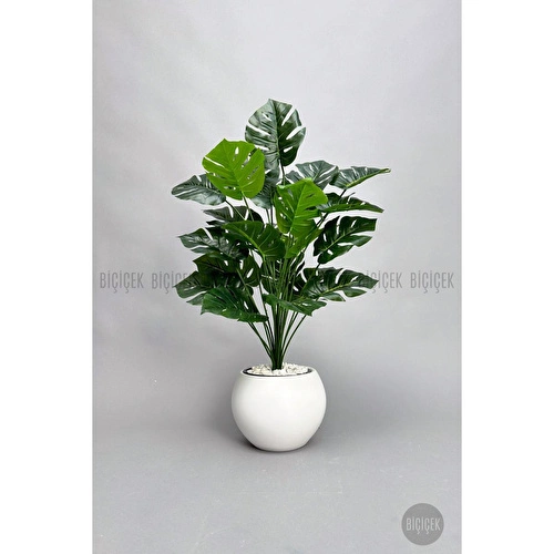 Biçiçek Monstera Bitkisi 65 Cm Küre Saksıda