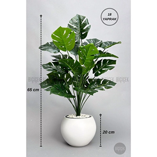 Biçiçek Monstera Bitkisi 65 Cm Küre Saksıda