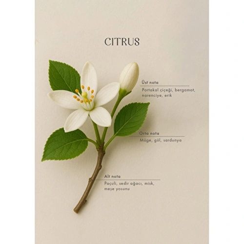 Bella Maison Citrus Oda Spreyi Siyah (500 Ml) Siyah