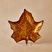 Karaca Leaf Pasta Tabağı 21 cm