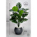Biçiçek Monstera Bitkisi 65 Cm Küre Saksıda