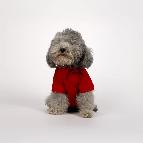 Karaca Home x Pati Best Buddyguard Ever T-Shirt XL Beden Kırmızı