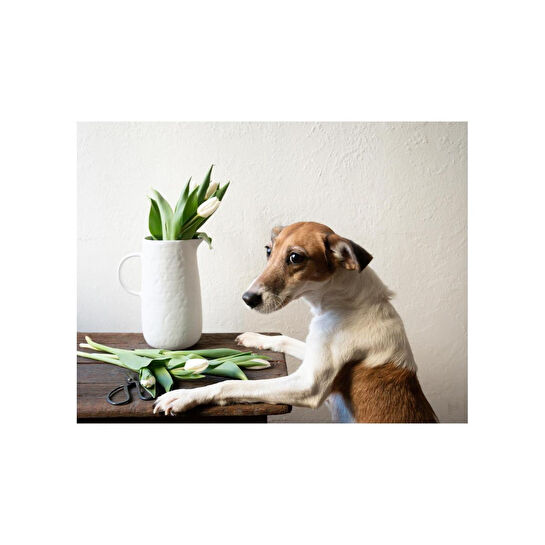 The Mia Pure Dekoratif Vazo 18x13x23 Cm