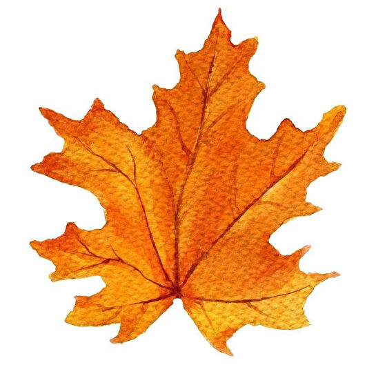 Maxxdeco Supla Servis-11686