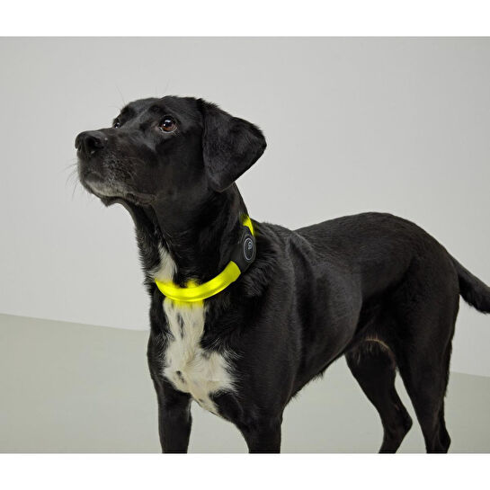 Tchibo Led’li Köpek Tasması