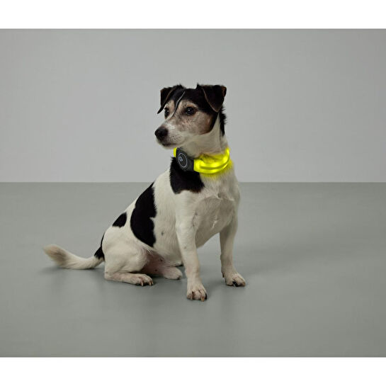 Tchibo Led’li Köpek Tasması