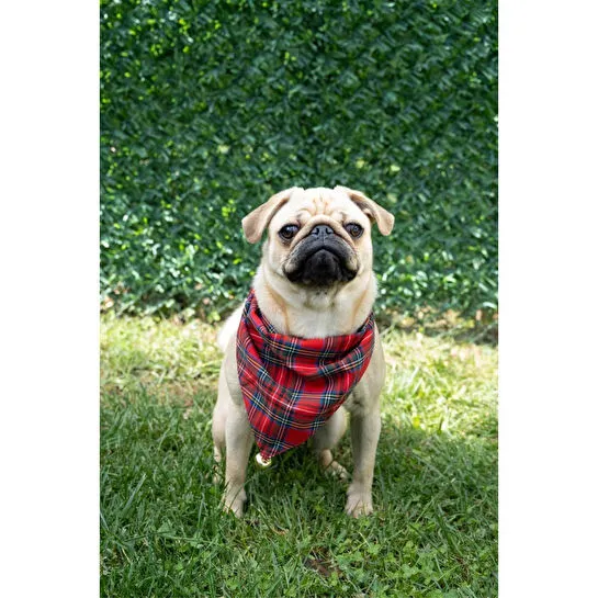 Beige & Stone Yılbaşı Temalı Köpek Fuları