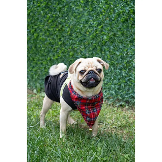 Beige & Stone Yılbaşı Temalı Köpek Fuları