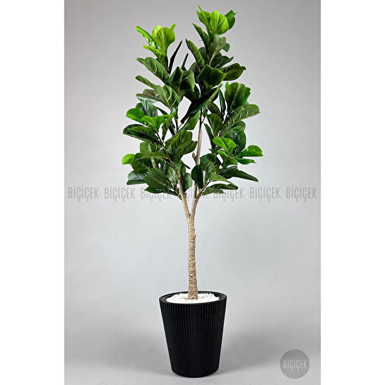 Biçiçek Keman Yapraklı Kauçuk Bitkisi Fiddle Lyrata 175cm Siyah