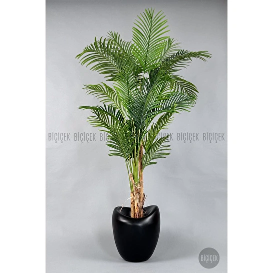 Biçiçek Areka Ağacı 220-240 Cm Siyahfiber1