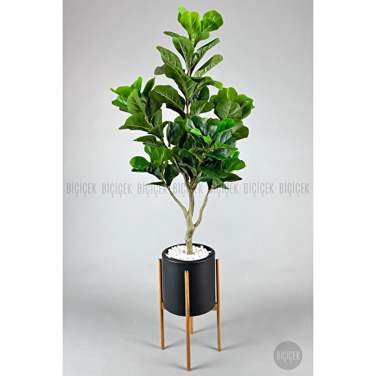 Biçiçek Keman Yapraklı Kauçuk Bitkisi Fiddle Lyrata Metal Saksı Siyah- 175cm