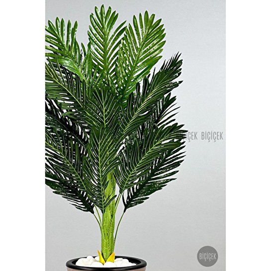 Biçiçek 150cm Areka Ağacı Kumsal Saksıda 3
