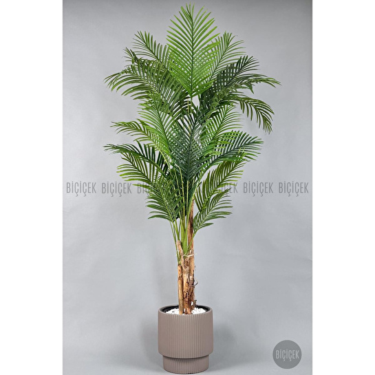 Biçiçek Areka Ağacı 220-240 Cm Kahverengigala