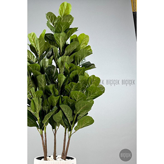 Biçiçek Keman Yapraklı Kauçuk Bitkisi Gala Saksıda Fiddle Lyrata 2