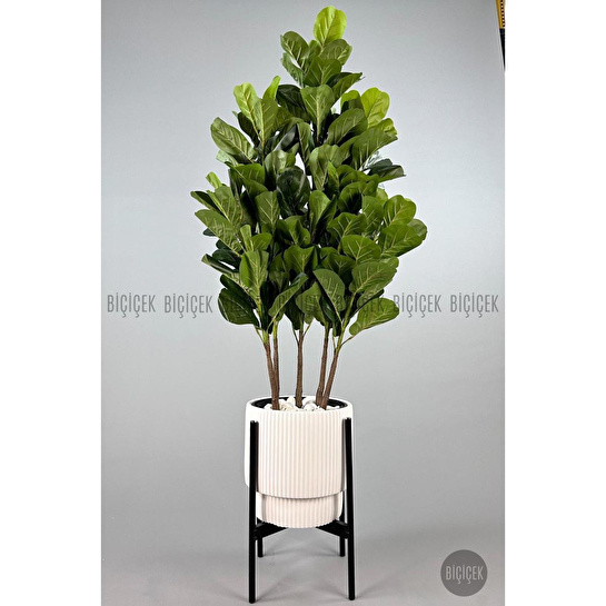 Biçiçek Keman Yapraklı Kauçuk Bitkisi Gala Saksıda Fiddle Lyrata 2