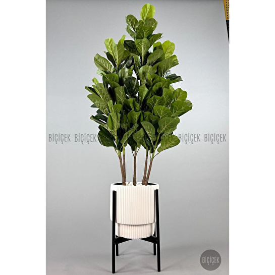 Biçiçek Keman Yapraklı Kauçuk Bitkisi Gala Saksıda Fiddle Lyrata 2