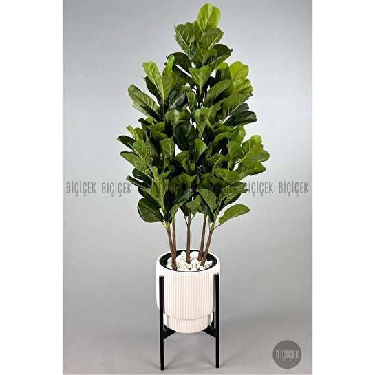Biçiçek Keman Yapraklı Kauçuk Bitkisi Gala Saksıda Fiddle Lyrata 2