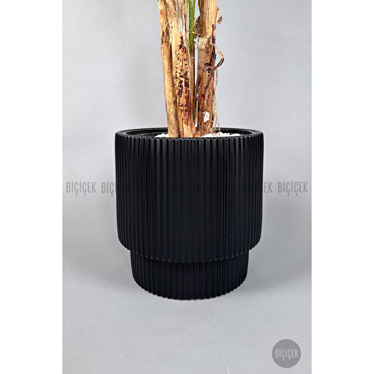 Biçiçek Areka Ağacı 220-240 Cm Siyahgala