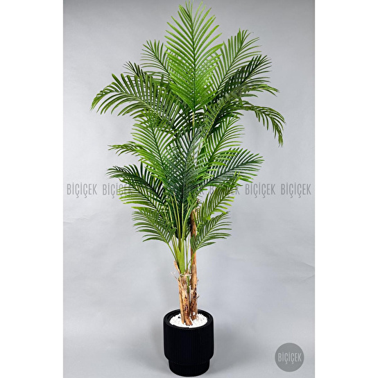 Biçiçek Areka Ağacı 220-240 Cm Siyahgala