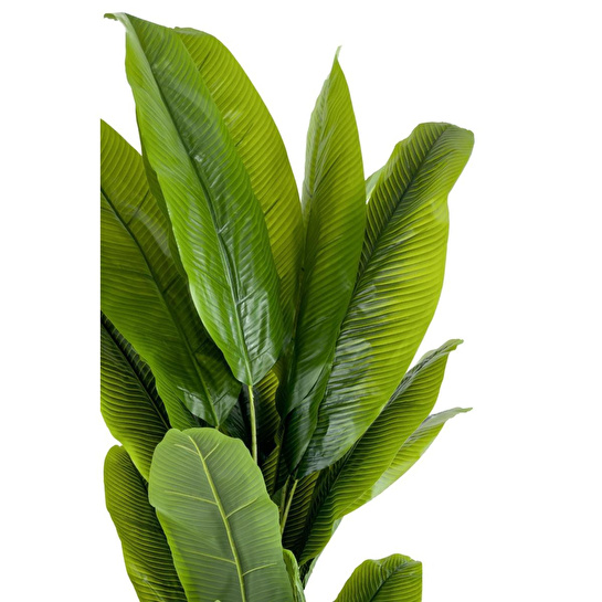 Biçiçek Muz Ağacı 200cm Krem Gold Metal Saksıda