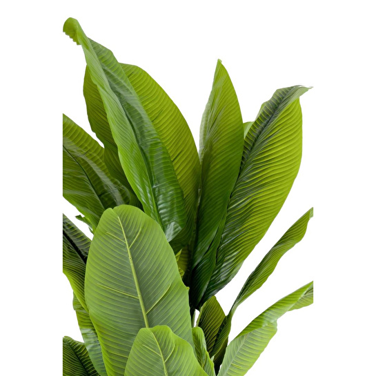 Biçiçek Muz Ağacı 200cm Krem Gold Metal Saksıda