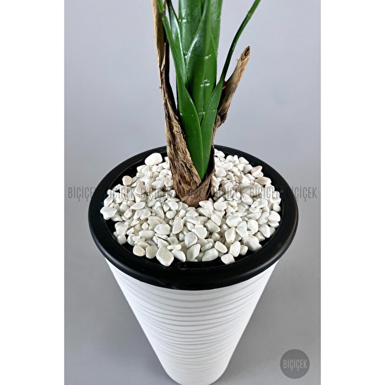 Biçiçek Muz Ağacı Tek Gövde 125-175 Cm Beyaz