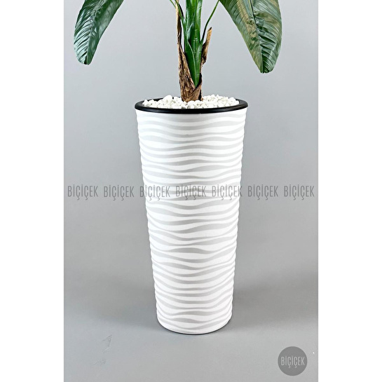 Biçiçek Muz Ağacı Tek Gövde 125-175 Cm Beyaz