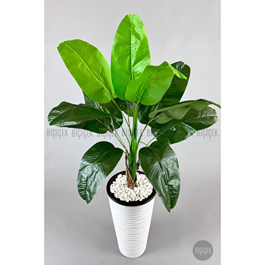 Biçiçek Muz Ağacı Tek Gövde 125-175 Cm Beyaz