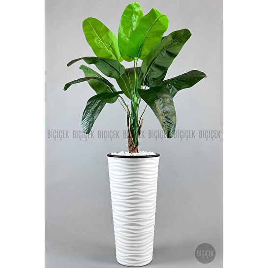 Biçiçek Muz Ağacı Tek Gövde 125-175 Cm Beyaz