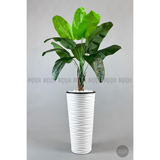 Biçiçek Muz Ağacı Tek Gövde 125-175 Cm Beyaz