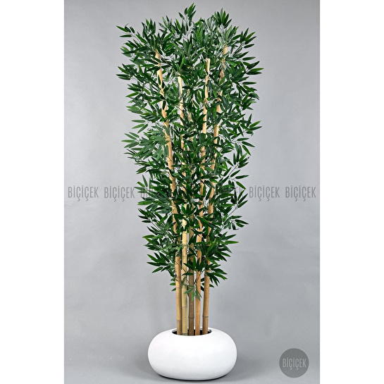 Biçiçek Zen Bambu Ağacı 220-240 Cm Fiber Saksıda Beyazfiber1