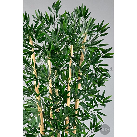 Biçiçek Zen Bambu Ağacı 220-240 Cm Fiber Saksıda Beyazfiber1