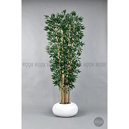 Biçiçek Zen Bambu Ağacı 220-240 Cm Fiber Saksıda Beyazfiber1