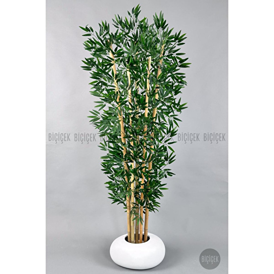 Biçiçek Zen Bambu Ağacı 220-240 Cm Fiber Saksıda Beyazfiber1