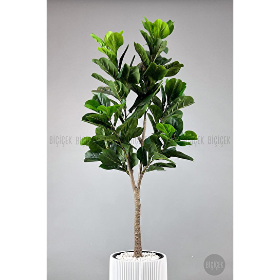 Biçiçek Keman Yapraklı Kauçuk Bitkisi Fiddle Lyrata Gala Saksı 175-200 Cm Beyaz