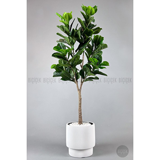 Biçiçek Keman Yapraklı Kauçuk Bitkisi Fiddle Lyrata Gala Saksı 175-200 Cm Beyaz
