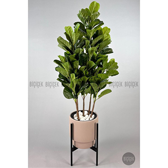 Biçiçek Keman Yapraklı Kauçuk Bitkisi Gala Saksıda Fiddle Lyrata 4