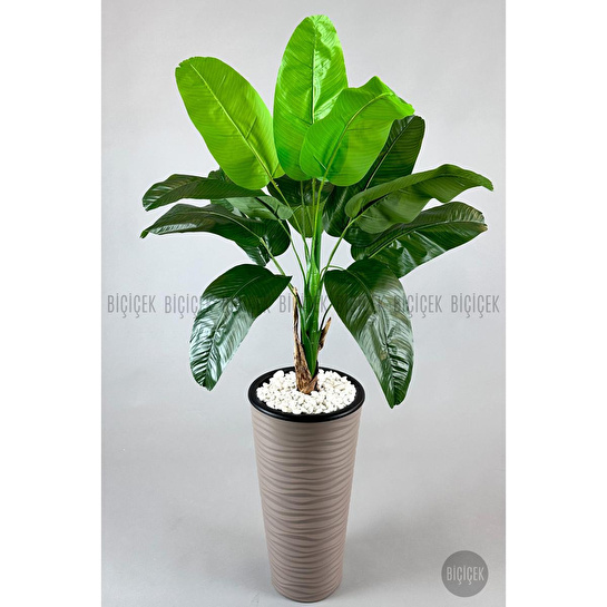 Biçiçek Muz Ağacı Tek Gövde 125-175 Cm Kahverengi