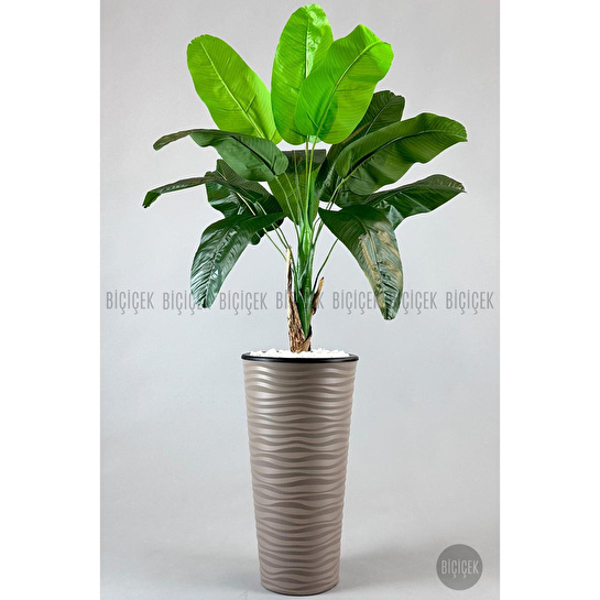 Biçiçek Muz Ağacı Tek Gövde 125-175 Cm Kahverengi
