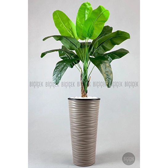 Biçiçek Muz Ağacı Tek Gövde 125-175 Cm Kahverengi
