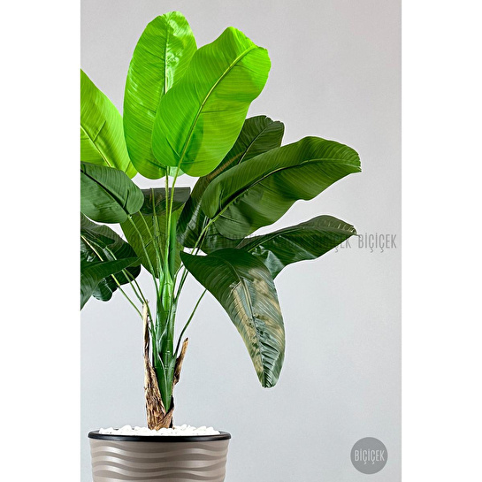 Biçiçek Muz Ağacı Tek Gövde 125-175 Cm Kahverengi