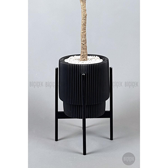 Biçiçek Keman Yapraklı Kauçuk Bitkisi Fiddle Lyrata Gala Saksı 175-200 Cm Siyah-siyah