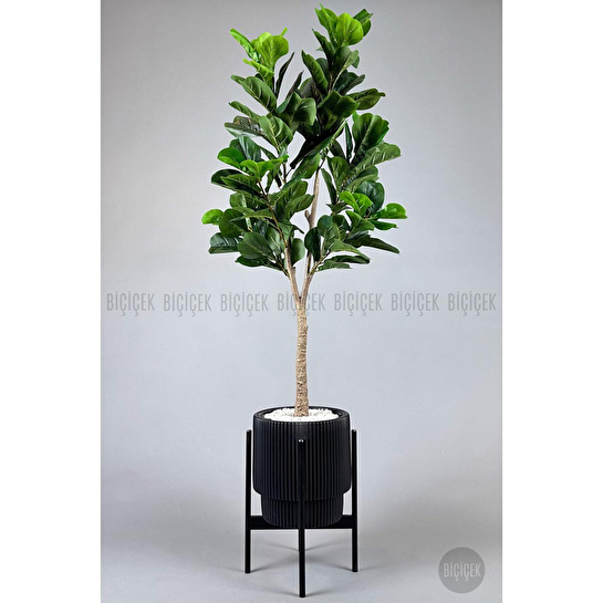 Biçiçek Keman Yapraklı Kauçuk Bitkisi Fiddle Lyrata Gala Saksı 175-200 Cm Siyah-siyah