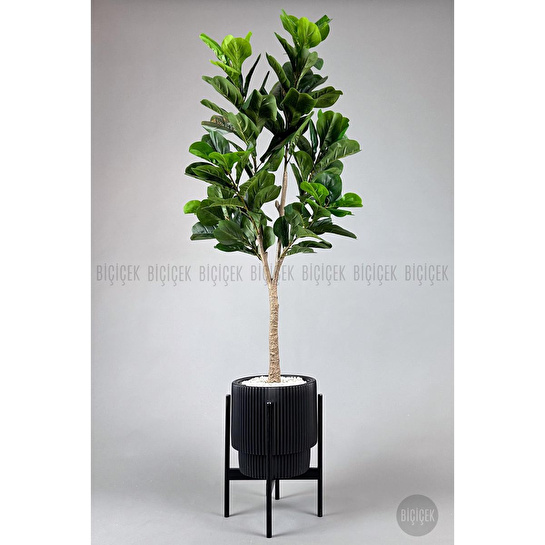Biçiçek Keman Yapraklı Kauçuk Bitkisi Fiddle Lyrata Gala Saksı 175-200 Cm Siyah-siyah