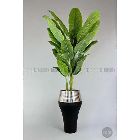 Biçiçek 220cm Starliçe Bitkisi Cleopatra Saksıda Siyah Gümüş