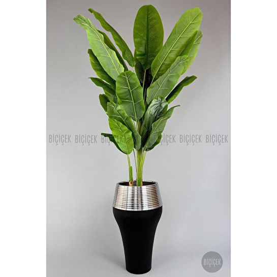 Biçiçek 220cm Starliçe Bitkisi Cleopatra Saksıda Siyah Gümüş