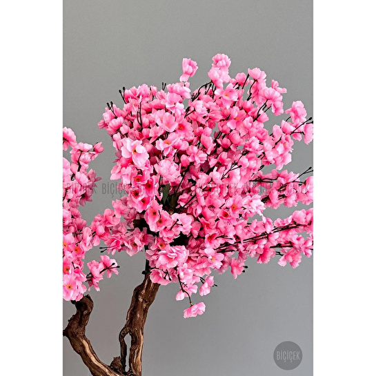 Biçiçek Bonzai Gövdeli Pembe Sakura Ağacı 100cm Dış Mekana Uygun