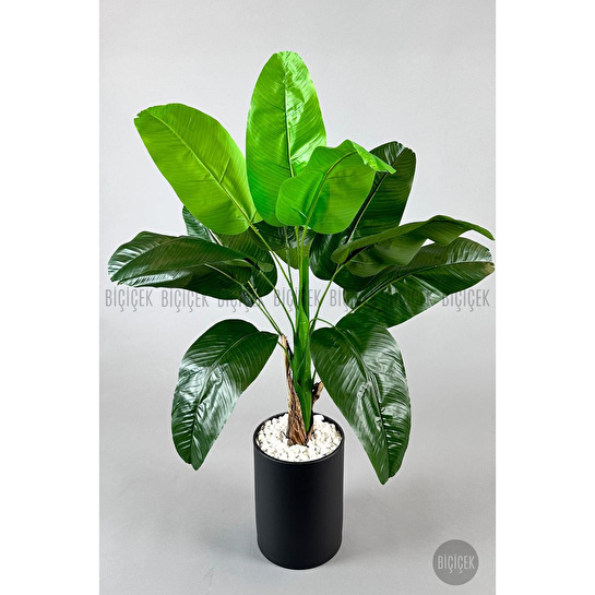 Biçiçek Muz Ağacı Tek Gövde 125-175 Cm Siyah