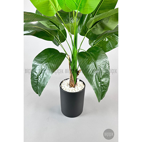 Biçiçek Muz Ağacı Tek Gövde 125-175 Cm Siyah