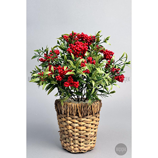 Biçiçek Koki̇na Bi̇tki̇si̇ 40 Cm Hasir Saksida Bol Meyveli̇ Yilbaşi Bi̇tki̇si̇